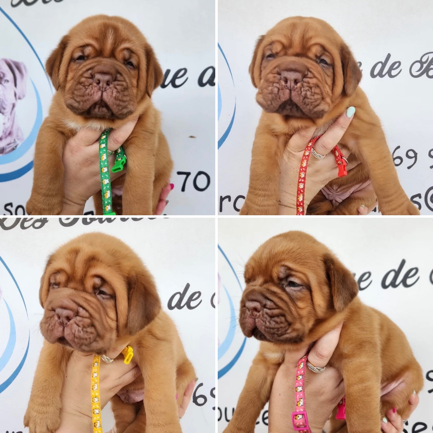 CHIOTS DISPONIBLES