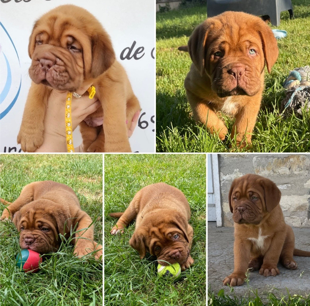 CHIOTS DISPONIBLES