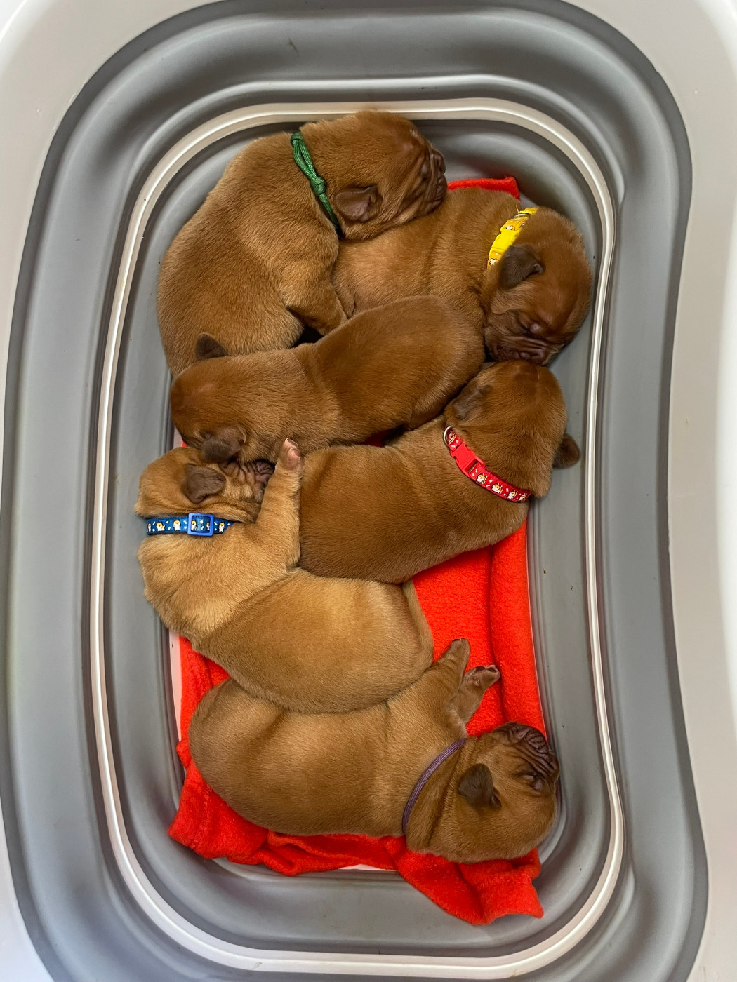 Des Sources Precieuses - Chiots disponibles - Dogue de Bordeaux