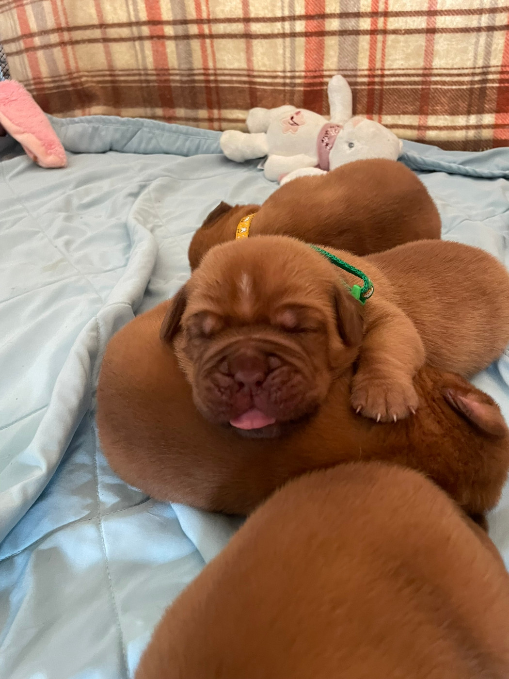 Des Sources Precieuses - Chiots disponibles - Dogue de Bordeaux