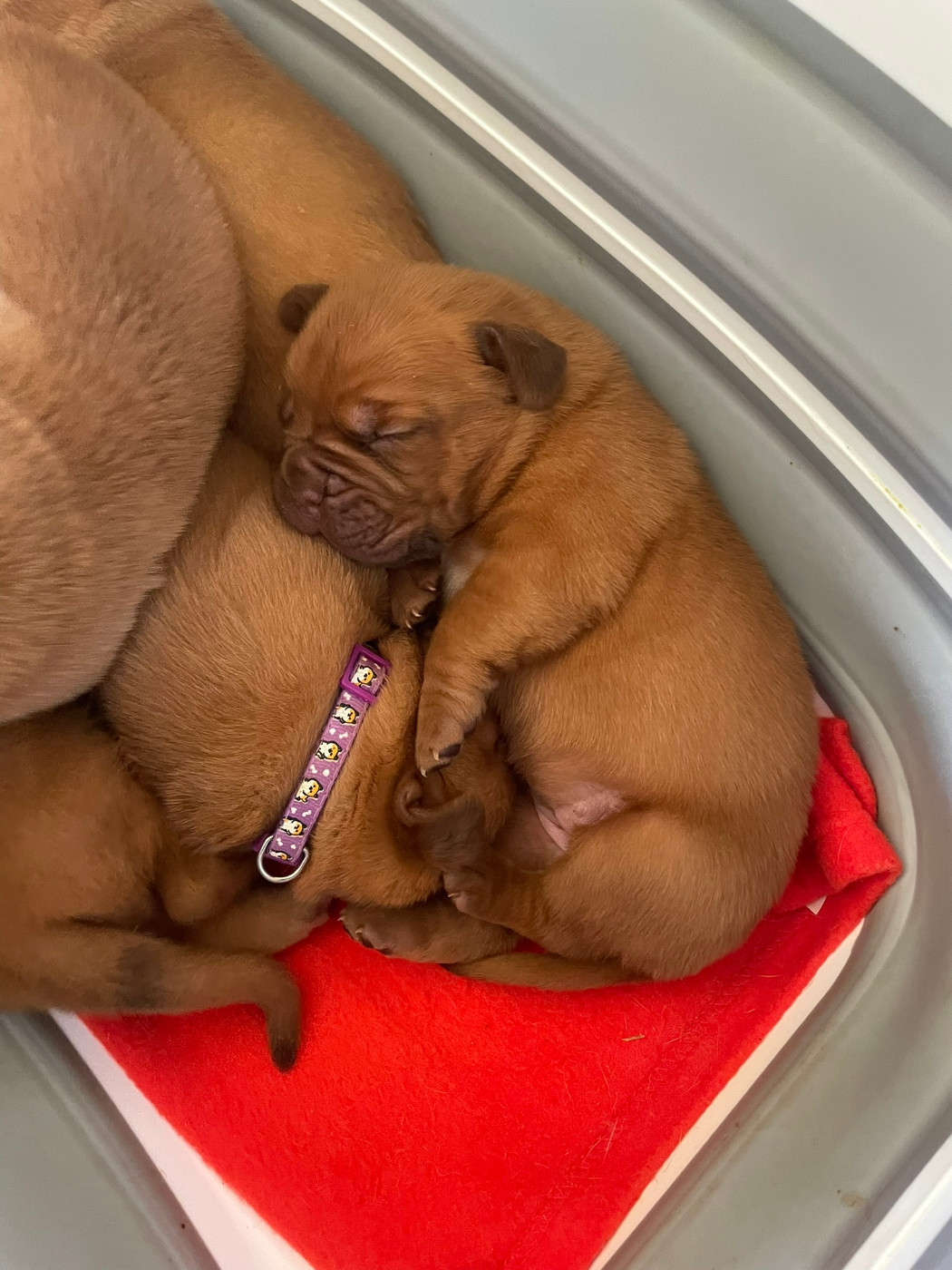 Des Sources Precieuses - Chiots disponibles - Dogue de Bordeaux