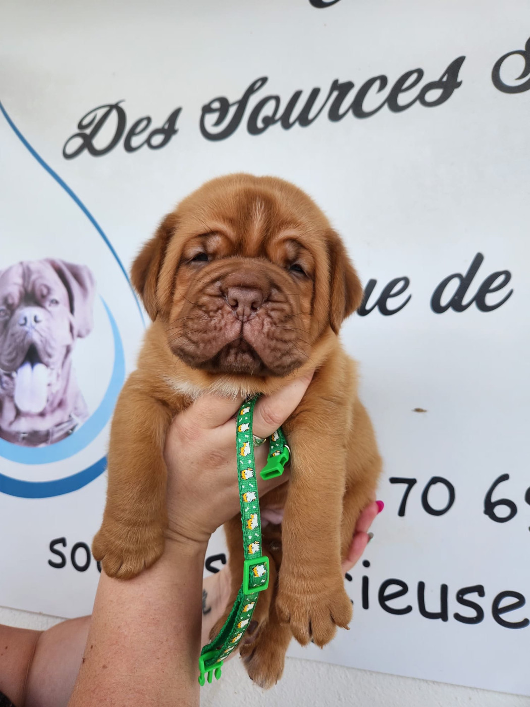 Des Sources Precieuses - Chiots disponibles - Dogue de Bordeaux
