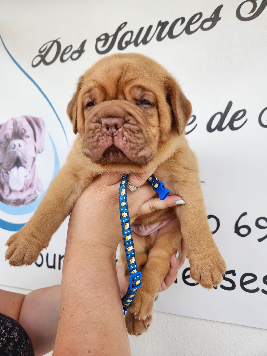 Des Sources Precieuses - Chiots disponibles - Dogue de Bordeaux