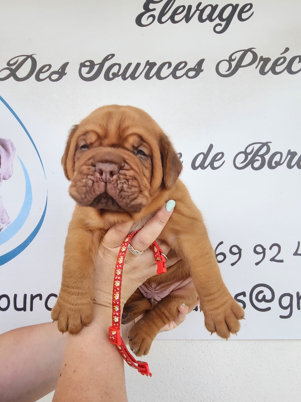 Des Sources Precieuses - Chiots disponibles - Dogue de Bordeaux