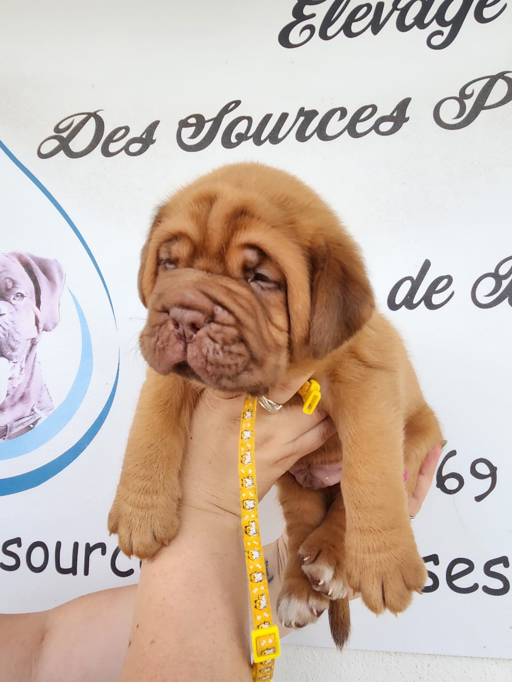 Des Sources Precieuses - Chiots disponibles - Dogue de Bordeaux