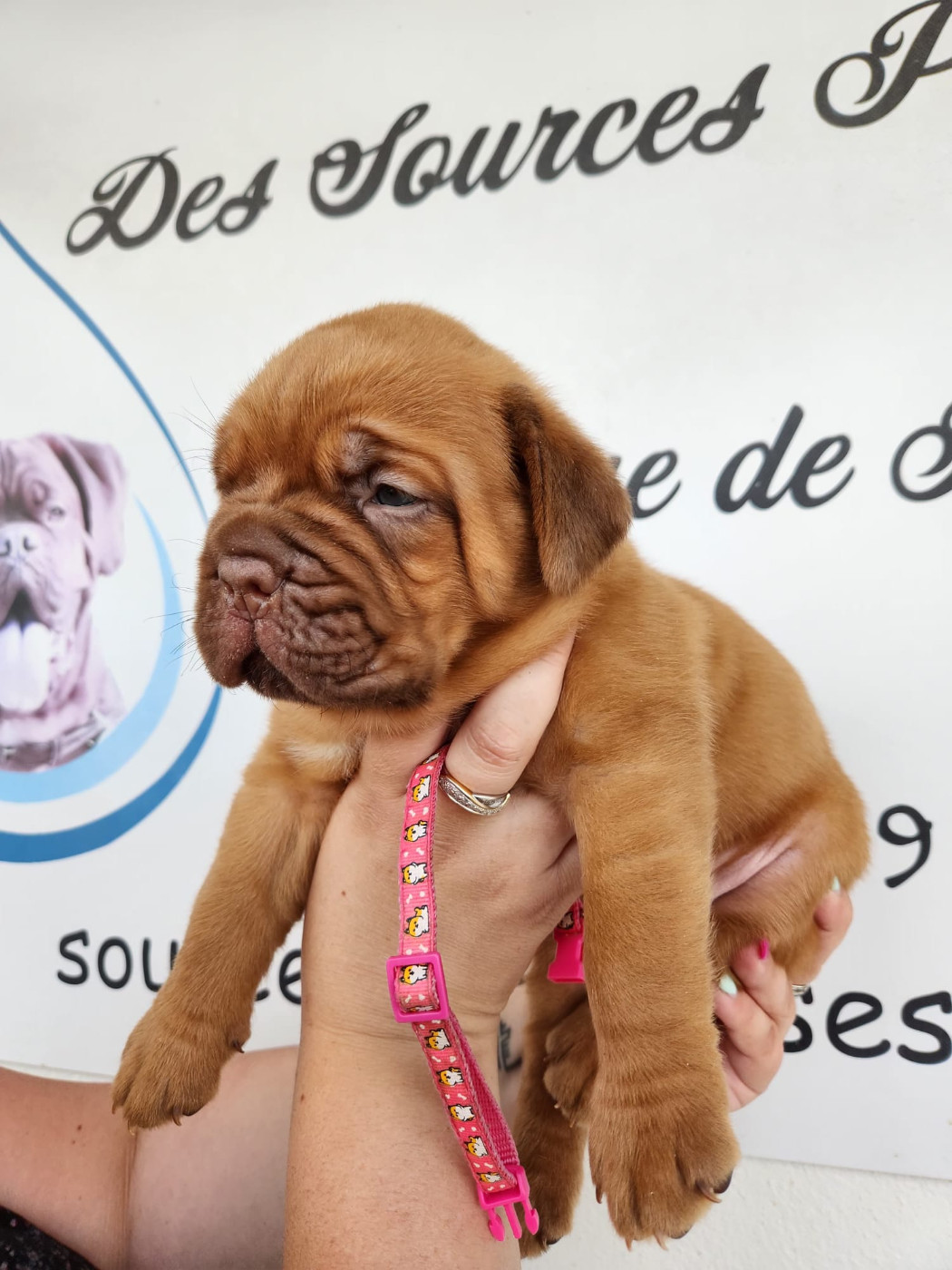 Des Sources Precieuses - Chiots disponibles - Dogue de Bordeaux
