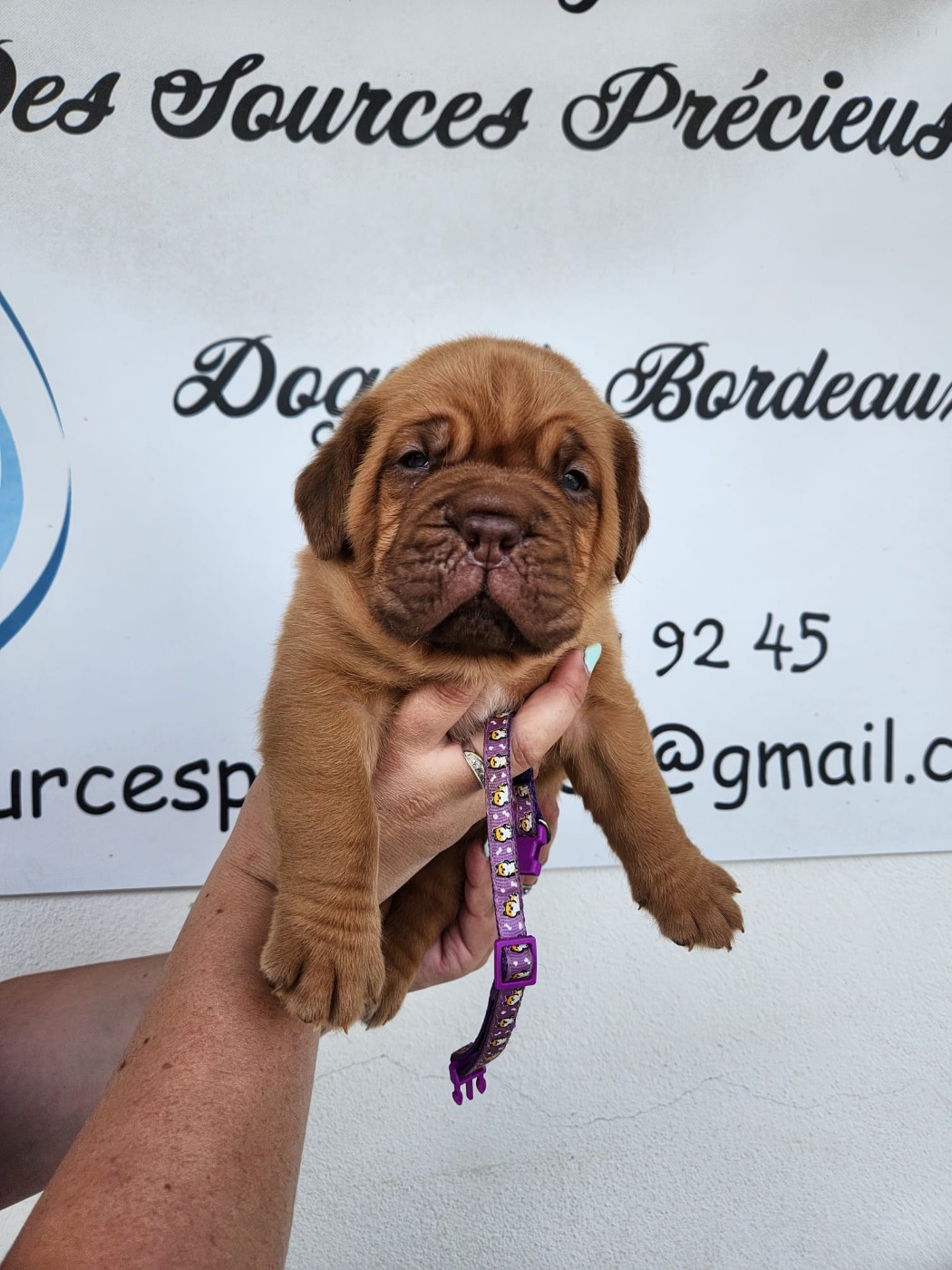 Des Sources Precieuses - Chiots disponibles - Dogue de Bordeaux