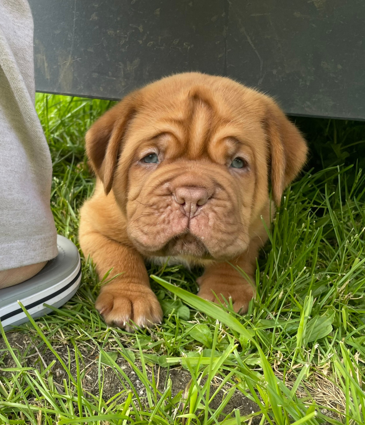 Des Sources Precieuses - Dogue de Bordeaux - Portée née le 12/04/2026