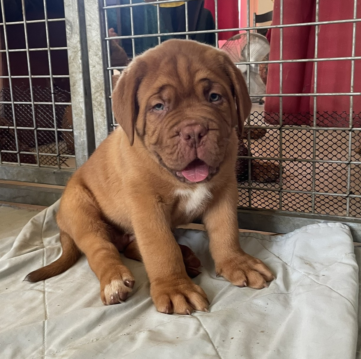 Des Sources Precieuses - Chiots disponibles - Dogue de Bordeaux