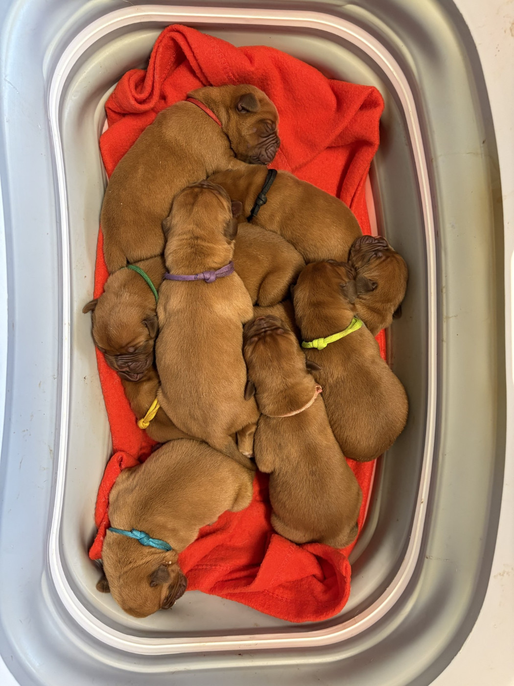 Des Sources Precieuses - Chiots disponibles - Dogue de Bordeaux