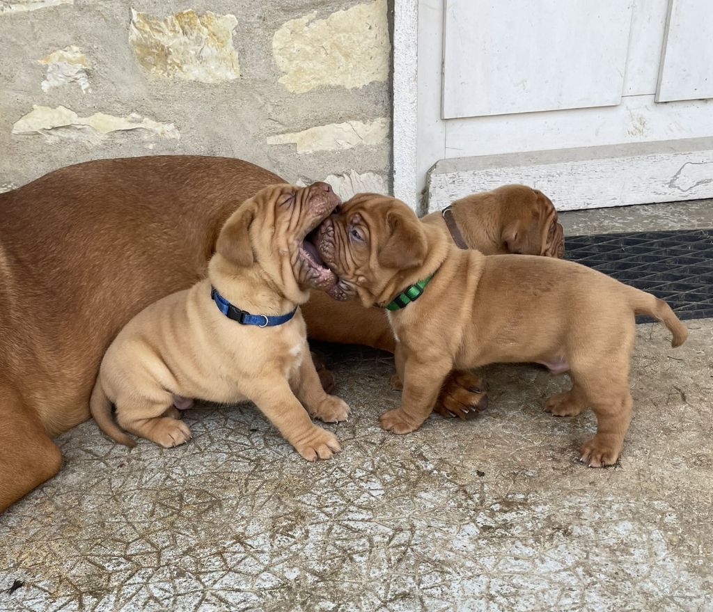 Des Sources Precieuses - Chiots disponibles - Dogue de Bordeaux