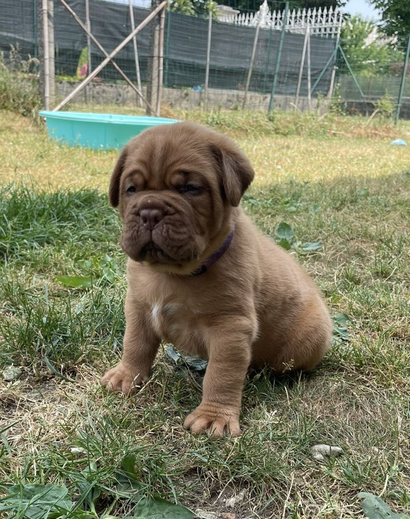 Des Sources Precieuses - Chiots disponibles - Dogue de Bordeaux