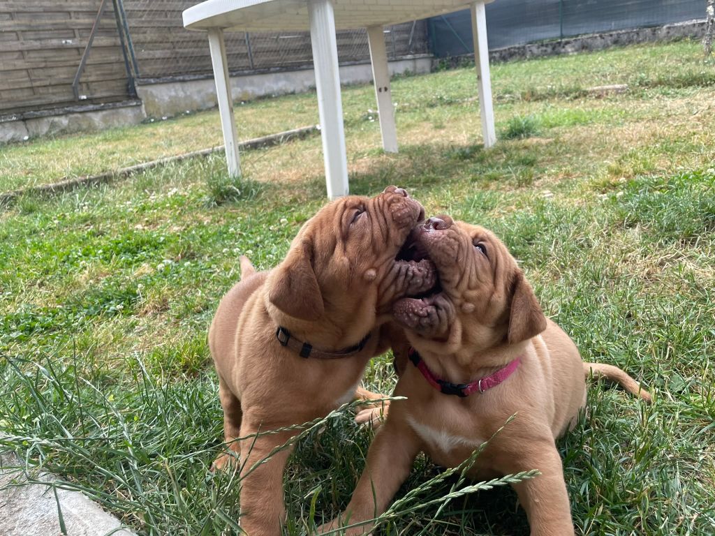Des Sources Precieuses - Chiots disponibles - Dogue de Bordeaux