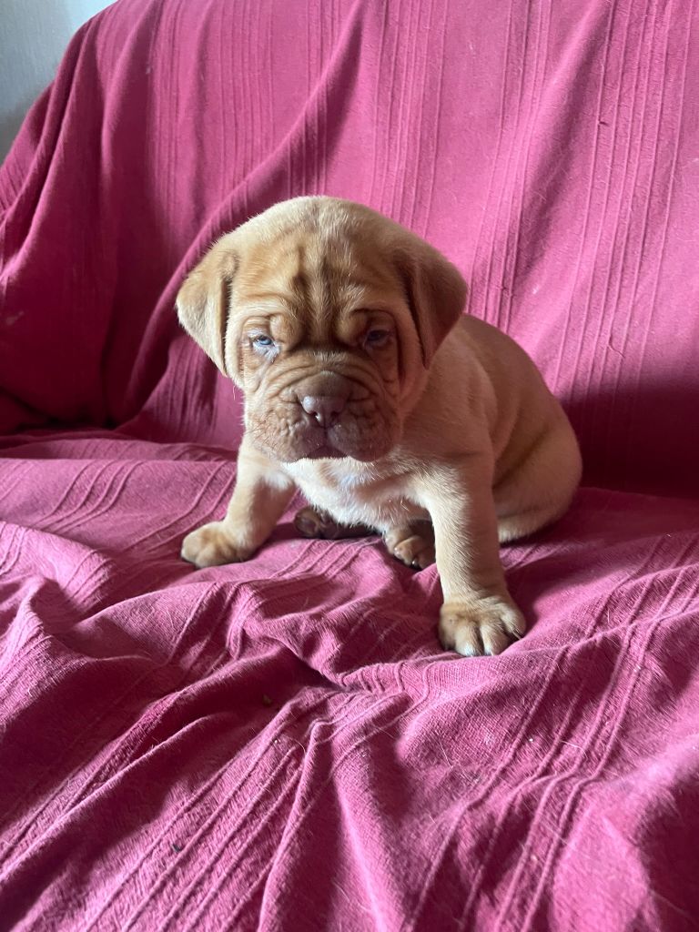 CHIOT BLEU
