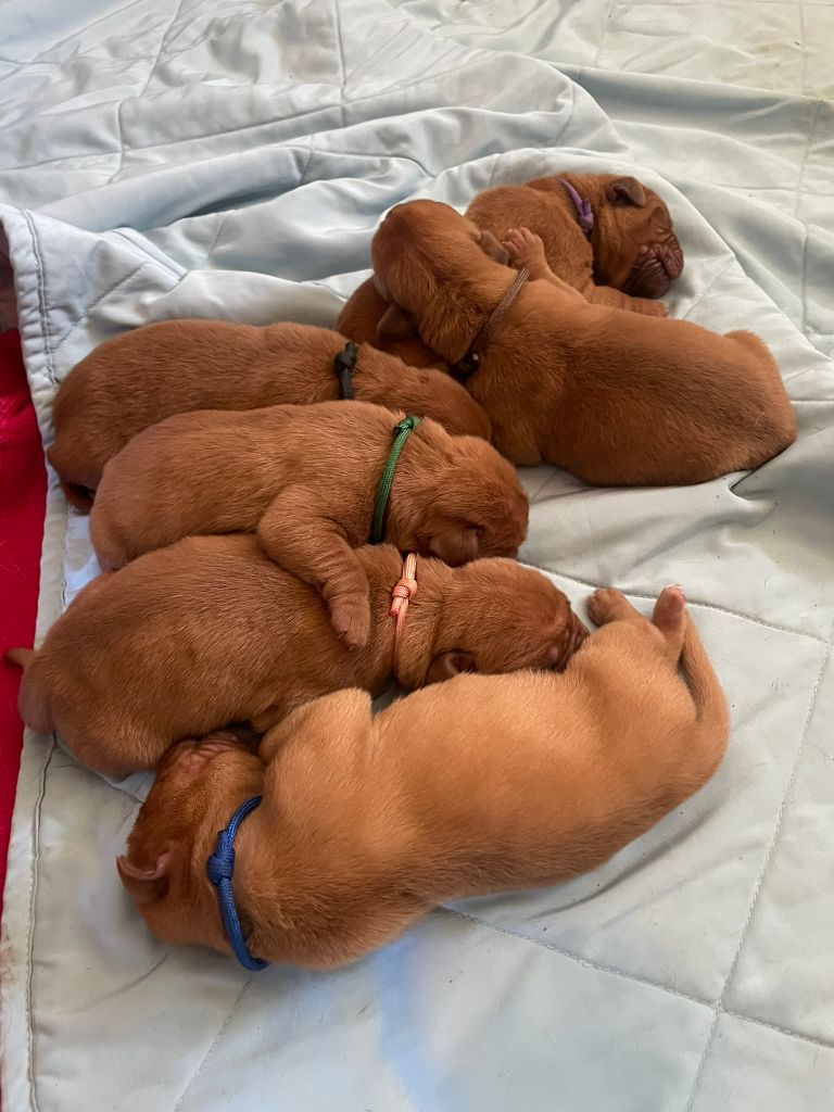 Des Sources Precieuses - Chiots disponibles - Dogue de Bordeaux
